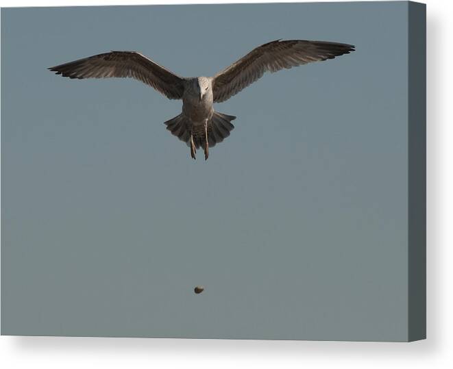 Seagull Canvas Print featuring the photograph Clams for Dinner 2 by Steven Natanson