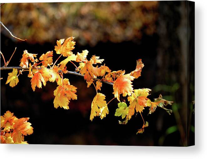 Autumn Canvas Print featuring the photograph Classic Colors by Ron Cline