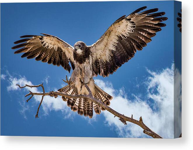Bird Canvas Print featuring the photograph Cleared for Landing by Bruce Bonnett