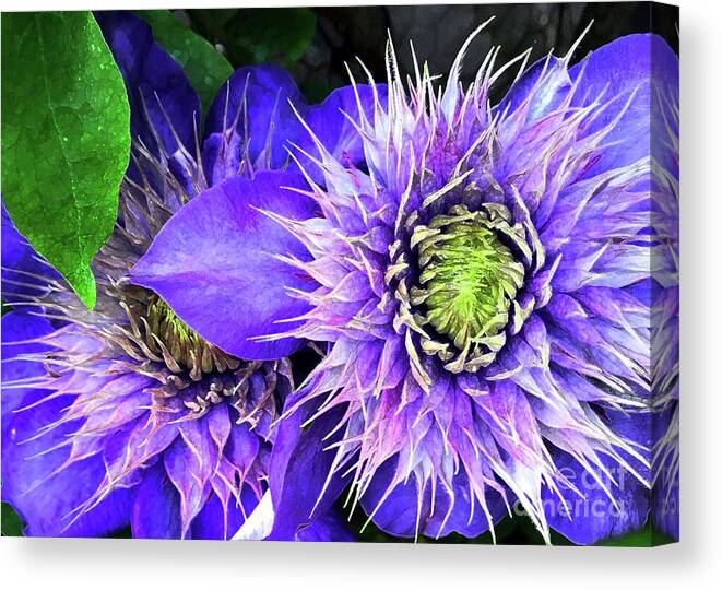 Clematis Canvas Print featuring the photograph Clematis Multi Blue by Barbie Corbett-Newmin