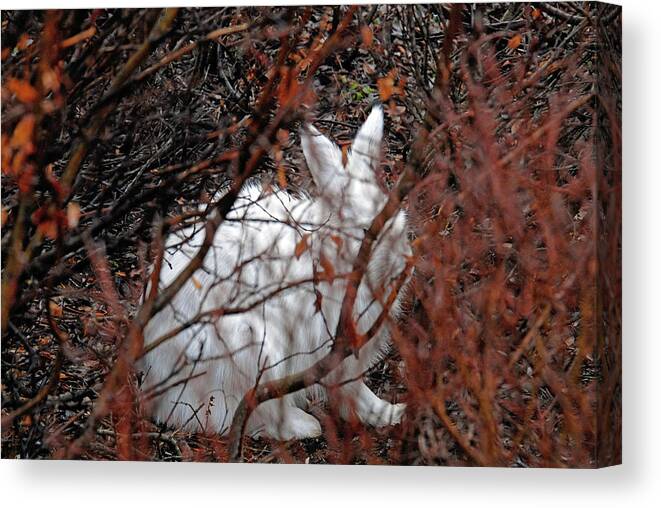 Climate-change Canvas Print featuring the photograph Climate-Change-Hindered Hiding Hare by Ted Keller