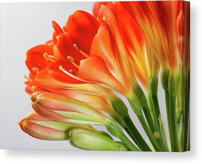 Orange Canvas Print featuring the photograph Clivia Miniata 2 by Shirley Mitchell