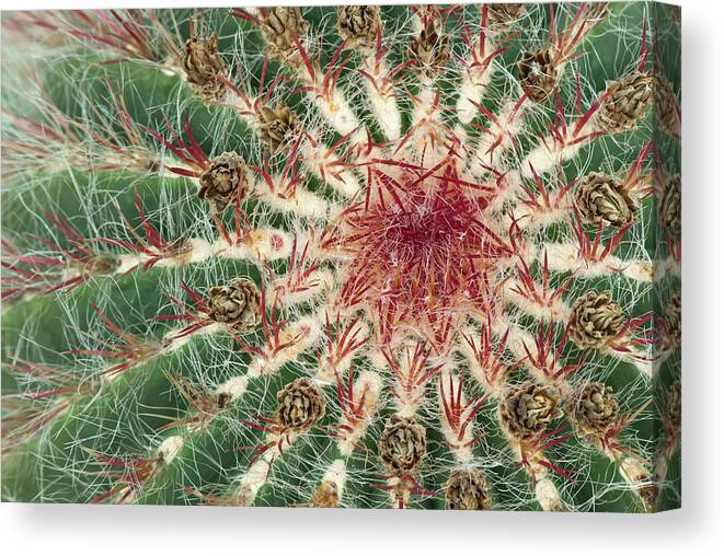 Cacti Canvas Print featuring the photograph Close-up of cactus with purple spines by GoodMood Art