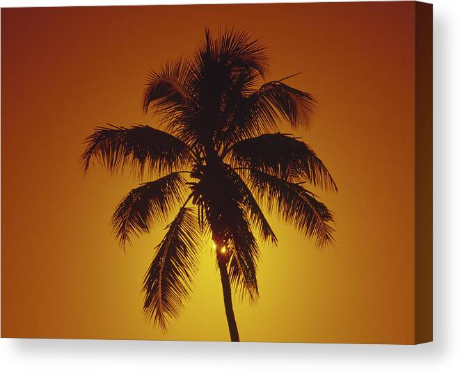 Coconut Palm Canvas Print featuring the photograph Coconut palm tree sunset by Gary Corbett