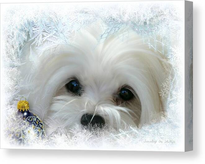maltese Dog Christmas Canvas Print featuring the mixed media Cold as Ice by Morag Bates