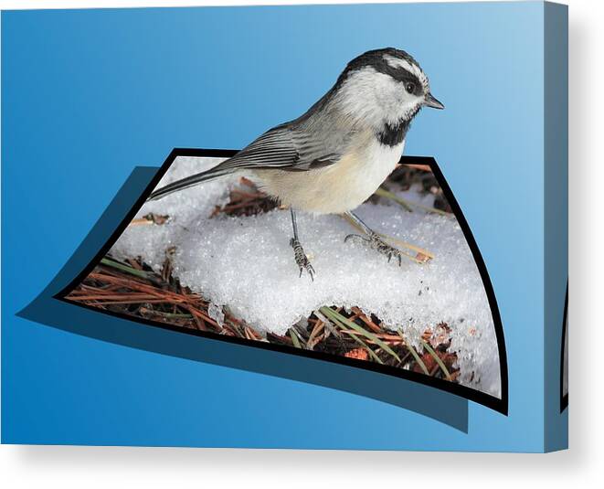 Chickadee Canvas Print featuring the photograph Cold Feet by Shane Bechler