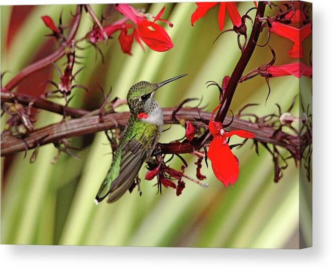 Hummingbird Canvas Print featuring the photograph Color Coordinated Hummer by Debbie Oppermann