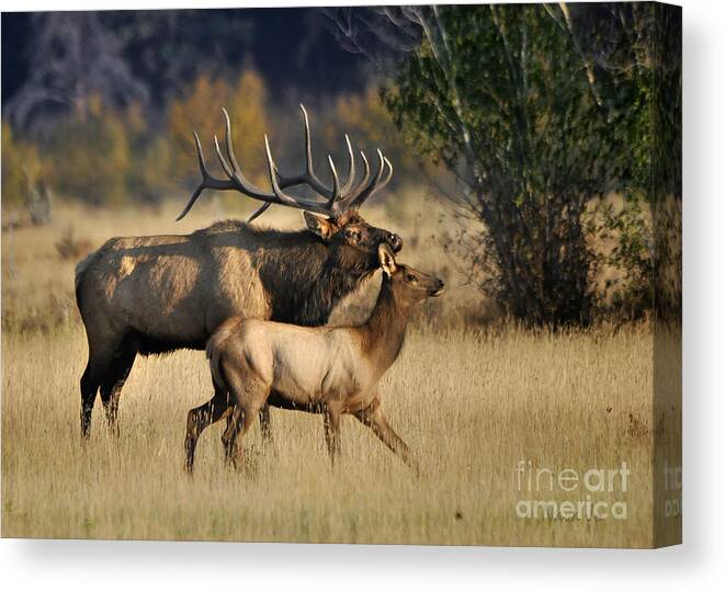 Nature Canvas Print featuring the photograph Colorado Elk by Nava Thompson