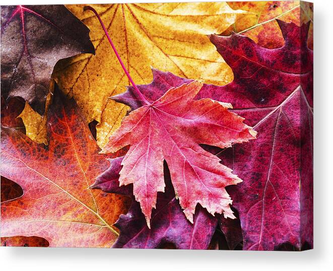 Autumn Canvas Print featuring the photograph Colorful autumn leaves closeup by Vishwanath Bhat