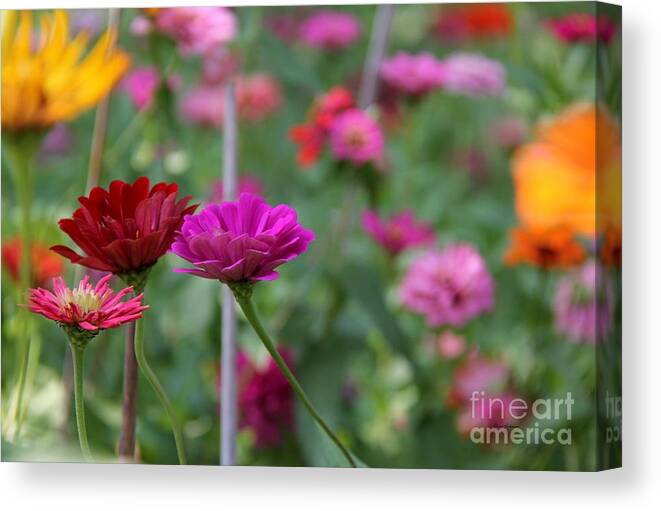 Zinnia Canvas Print featuring the photograph Colorful Summer by Yumi Johnson