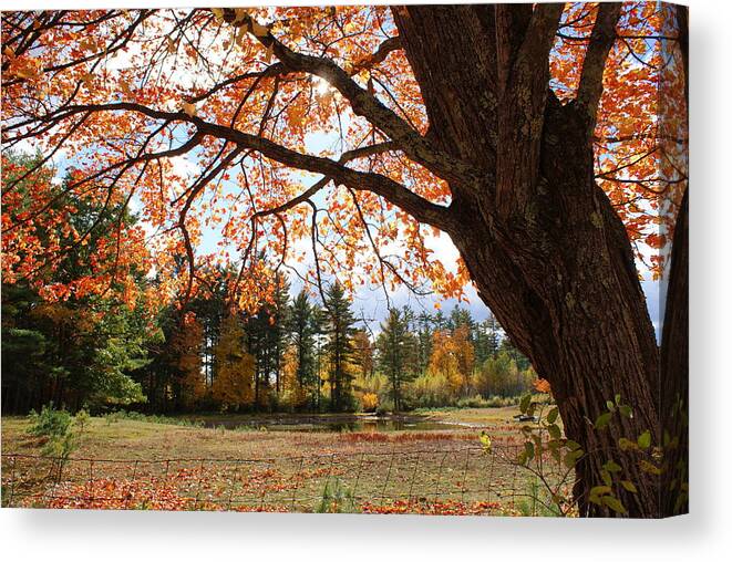 Fall Canvas Print featuring the photograph Colors of Fall by Lois Lepisto