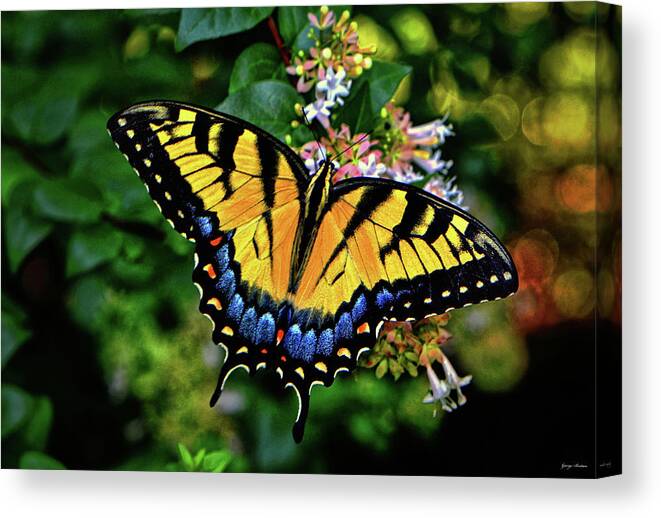 Butterfly Canvas Print featuring the photograph Colors Of Nature - Swallowtail Butterfly 003 by George Bostian