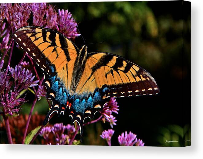 Nature Canvas Print featuring the photograph Colors Of Nature - Swallowtail Butterfly 004 by George Bostian