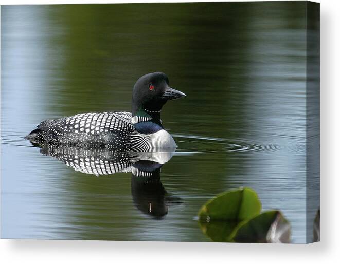 Loon Canvas Print featuring the photograph Common Loon by Ronnie And Frances Howard