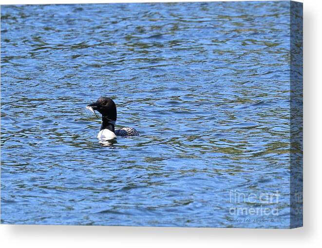 Common Loon Canvas Print featuring the photograph Common Loon With Fish by Sandra Huston