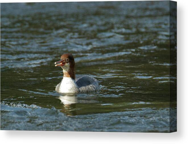 Common Canvas Print featuring the photograph Common Merganser 9821 by Michael Peychich