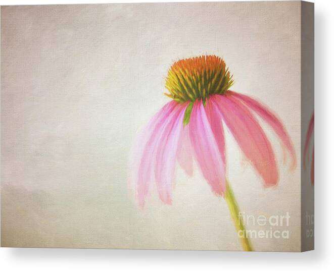 Florals Canvas Print featuring the photograph Coneflower by Michael James