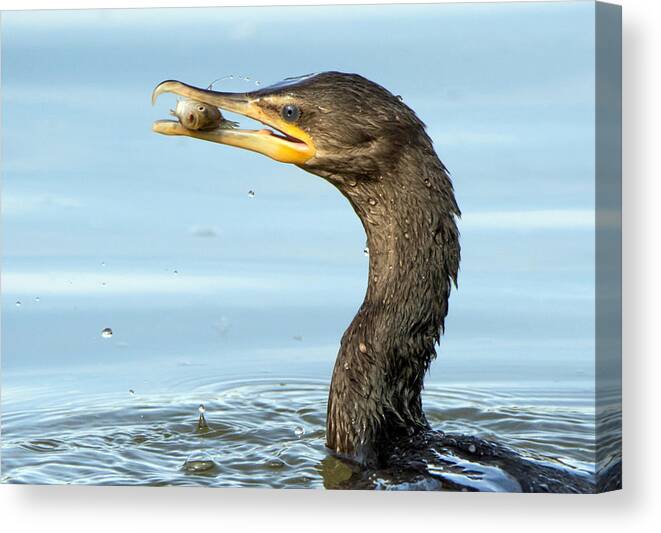 Cormorant Canvas Print featuring the photograph Cormorant and Fish by Tam Ryan