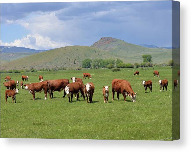 Cows Canvas Print featuring the photograph Cows and Calves by Kae Cheatham