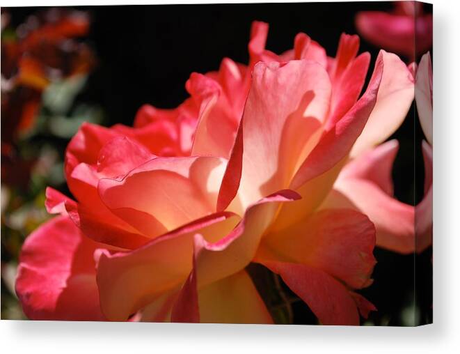 Rose Canvas Print featuring the photograph Cracklin' Rose by Sandra Lee Scott