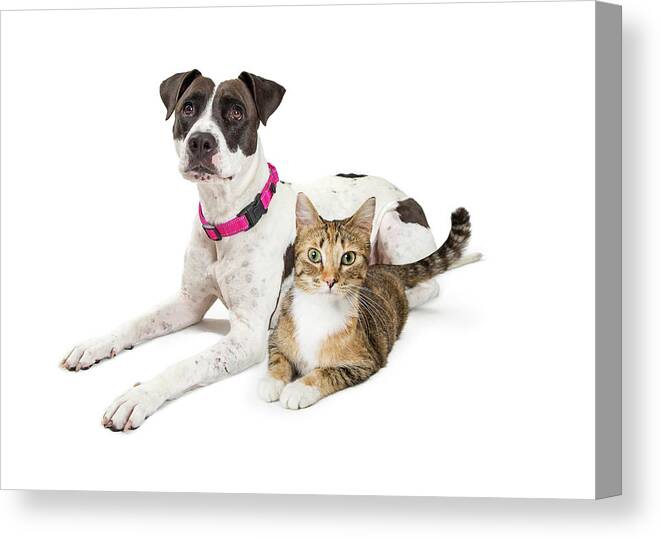 White Background Canvas Print featuring the photograph Crossbreed Dog and Tabby Cat Lying Down Together by Good Focused