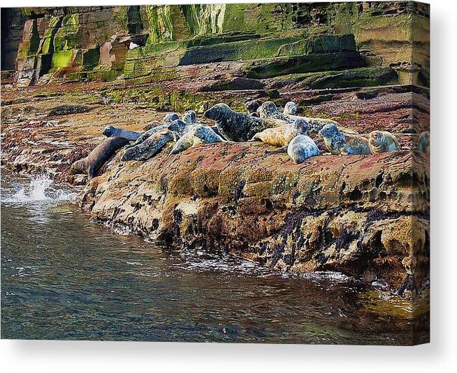 Seals Canvas Print featuring the photograph Crowded by HweeYen Ong