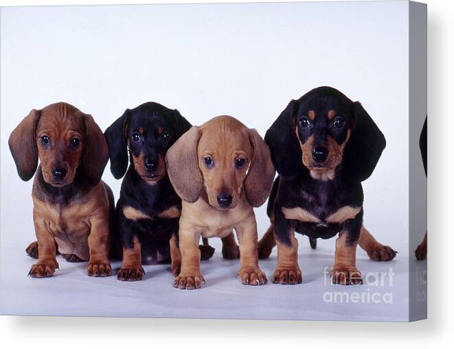 Dachshund Canvas Print featuring the photograph Dachshund Puppies by Carolyn McKeone and Photo Researchers