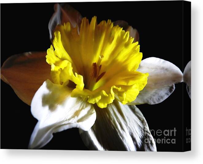 Daffodils Canvas Print featuring the photograph Daffodil 2 by Rose Santuci-Sofranko