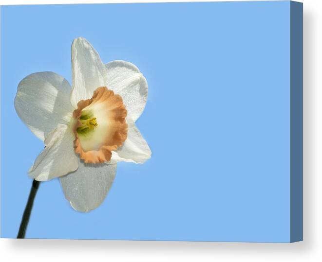 Blue Sky Canvas Print featuring the photograph Daffodil by Cathy Kovarik