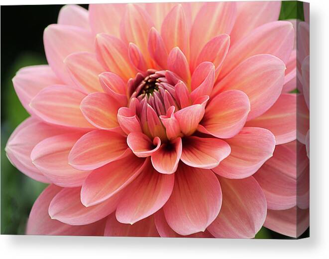 Dahlia Canvas Print featuring the photograph Dahlia in Pink and Peach by Julie Palencia