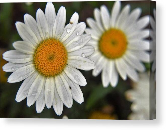 Flowers Canvas Print featuring the photograph Daisy Dew by Charles HALL