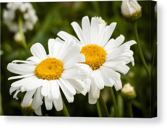 Bloom Canvas Print featuring the photograph Daisy Duo by Christi Kraft