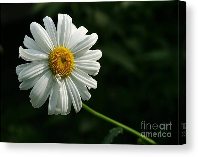 Flower Canvas Print featuring the photograph Daisy by Steve Augustin