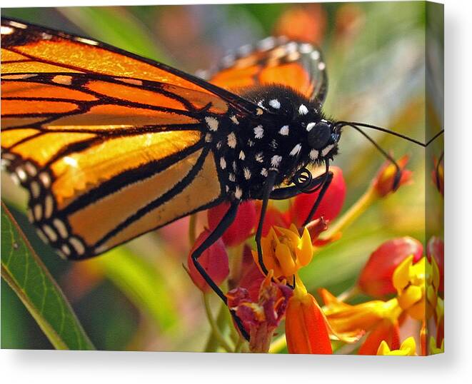 Insects Canvas Print featuring the photograph Danaus Plexippus by Juergen Roth
