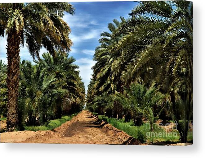 Date Trees At Dateland Photo Canvas Print featuring the photograph Dateland Arizona 2 by Bob Pardue
