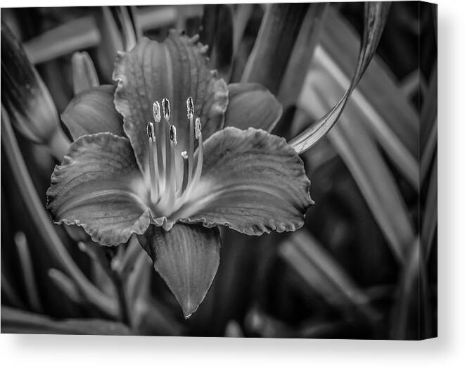 Day Lilly Canvas Print featuring the photograph Day Lilly by Ray Congrove