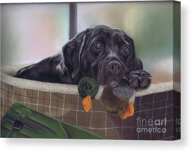 Labrador Canvas Print featuring the painting Daydream Believer by Karie-ann Cooper
