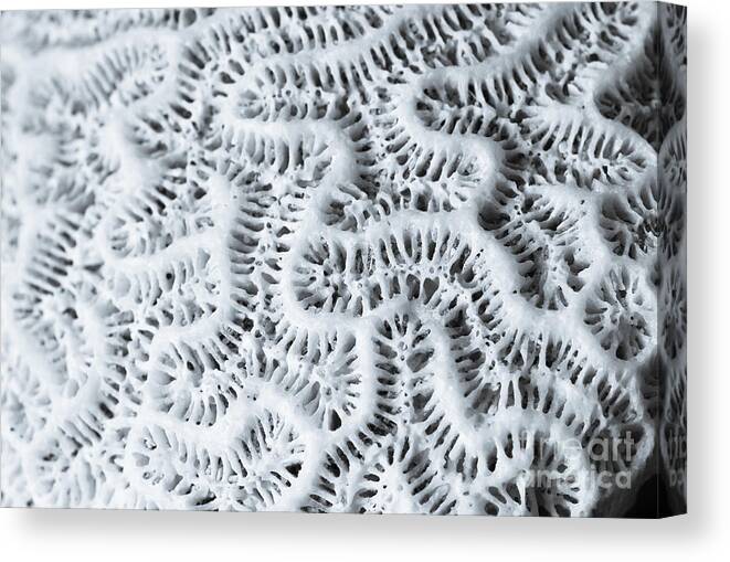 Dead Canvas Print featuring the digital art Dead Brain Coral by Perry Van Munster