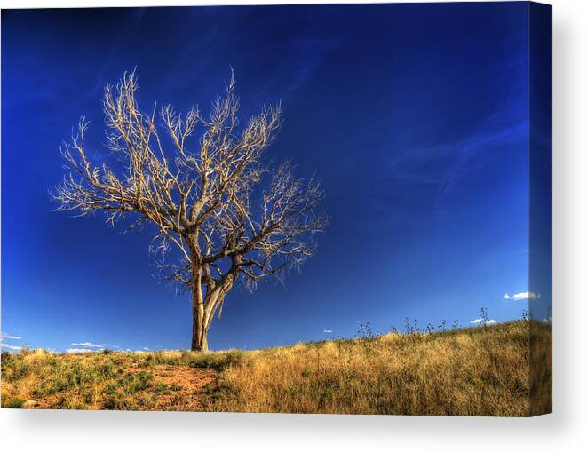 Tree Canvas Print featuring the photograph Deadwood Blues by Wayne Stadler