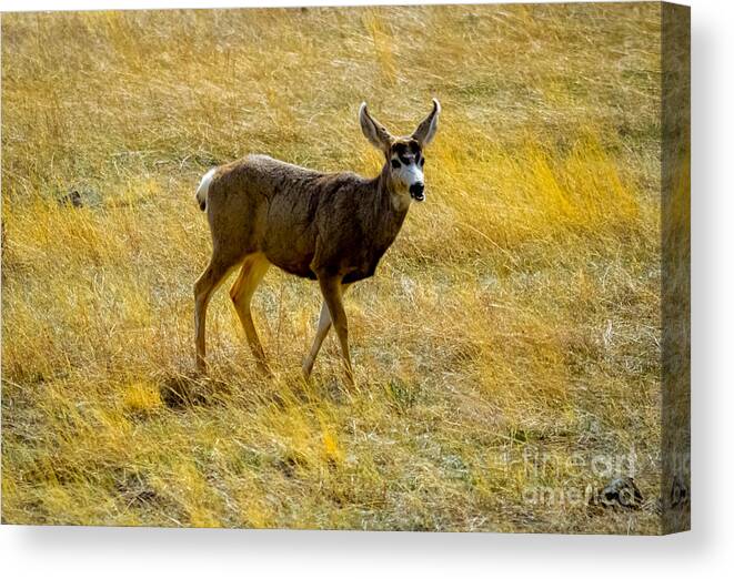 Deer Canvas Print featuring the photograph Deer In Colorado by Chandler Cass