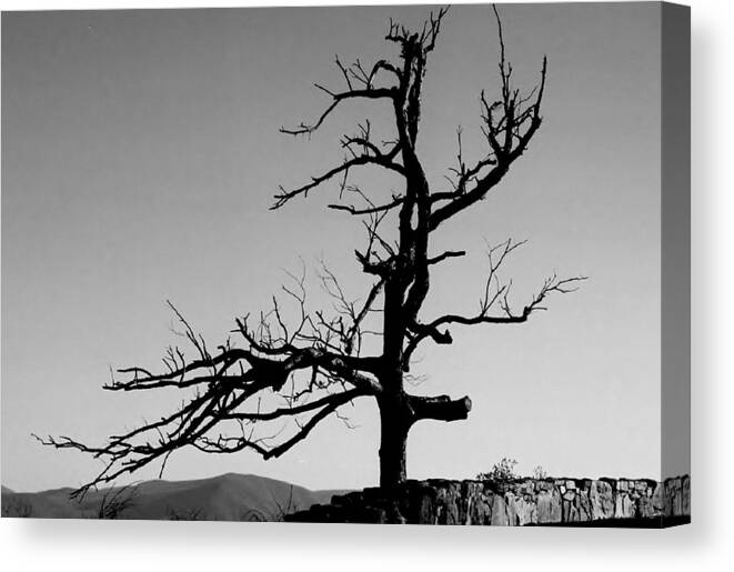 Tree Canvas Print featuring the photograph Devoid of Life Tree by Eileen Brymer