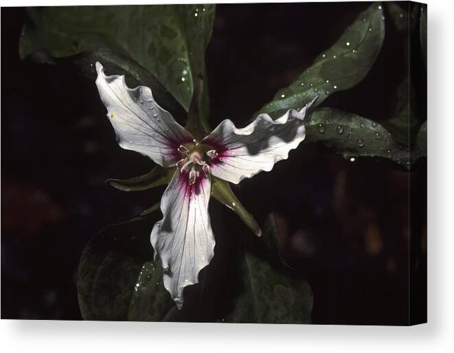 Painted Trillium Canvas Print featuring the photograph Dewey Painted Trillium by Sally Weigand