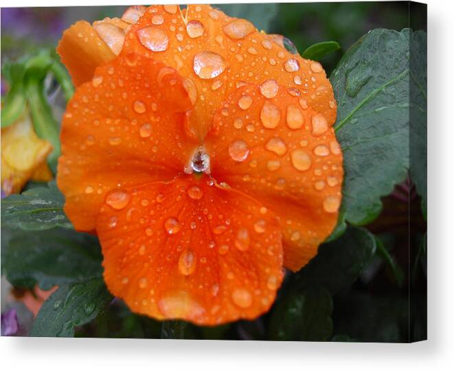 Flower Canvas Print featuring the photograph Dewy Pansy 1 by Amy Fose