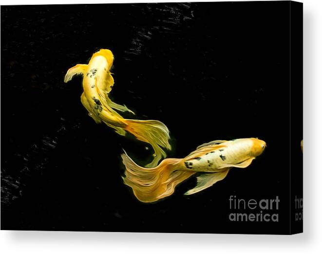 Koi Canvas Print featuring the photograph Divergence Dance by Marilyn Cornwell
