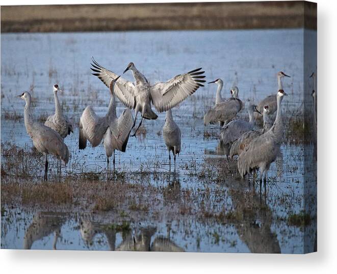 Sandhill Canvas Print featuring the photograph Do You Wanna Dance? by Jean Clark