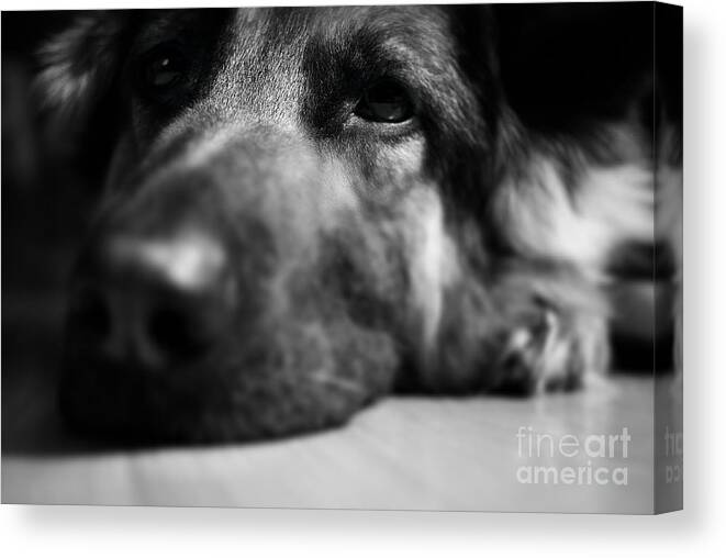 Tired Canvas Print featuring the photograph Dog Eyes Always Watching by Frank J Casella
