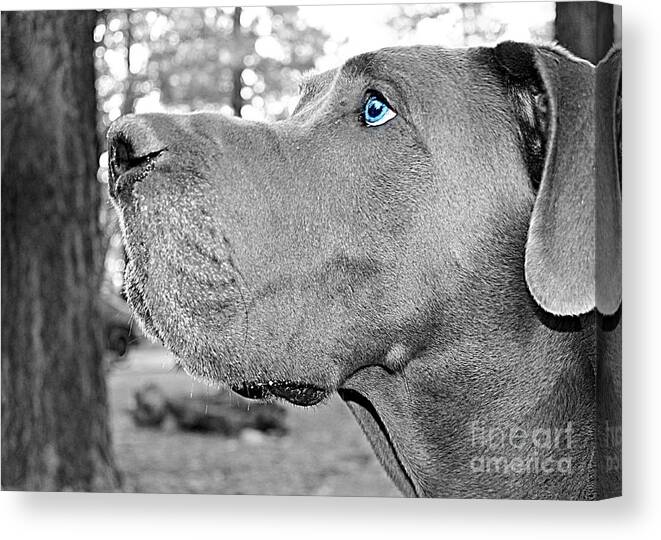 Dog Canvas Print featuring the photograph Dogus by Jenny Revitz Soper