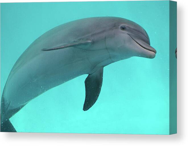 Dolphin Canvas Print featuring the photograph Dolphin by Sandy Keeton