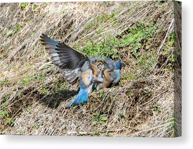 Western Bluebirds Canvas Print featuring the photograph Down for the Count by Michael Dawson