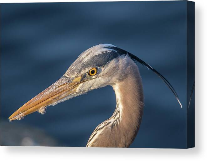 Great Blue Heron Canvas Print featuring the photograph Down in the Mouth by Carl Olsen